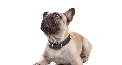 法国斗牛犬体型演变全攻略｜关键原因与健康影响