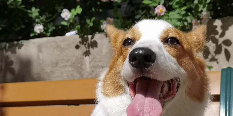 狗的舌头全攻略：揭秘舔舐背后的秘密与功能