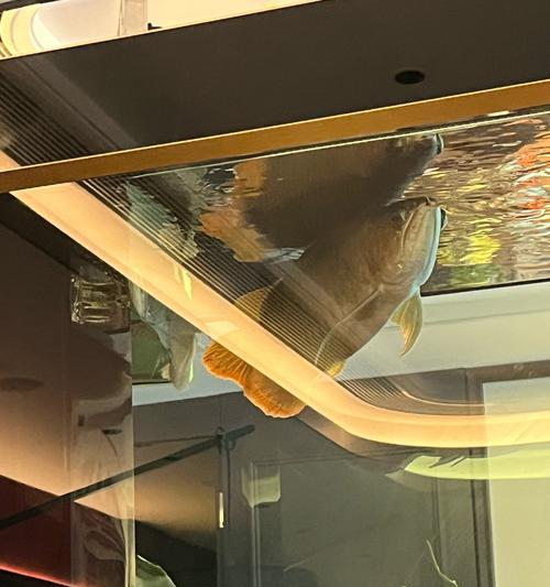 银龙鱼混养指南｜与哪些鱼共养更和谐