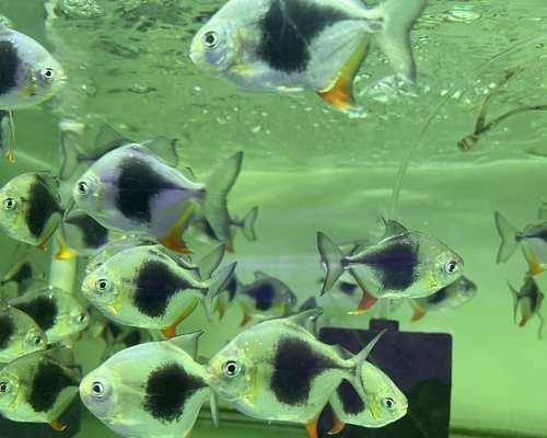 银龙鱼混养指南|与哪些鱼共养更和谐(图3) 银龙鱼混养指南|与哪些鱼共养更和谐(图3)