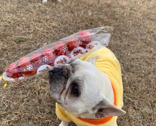 法国斗牛犬体型演变全攻略｜关键原因与健康影响(图2)