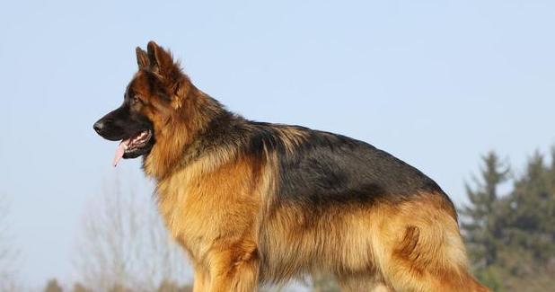 以德牧提脚的必要性与意义|品德教育核心技巧(图3) 以德牧提脚的必要性与意义|品德教育核心技巧(图3)