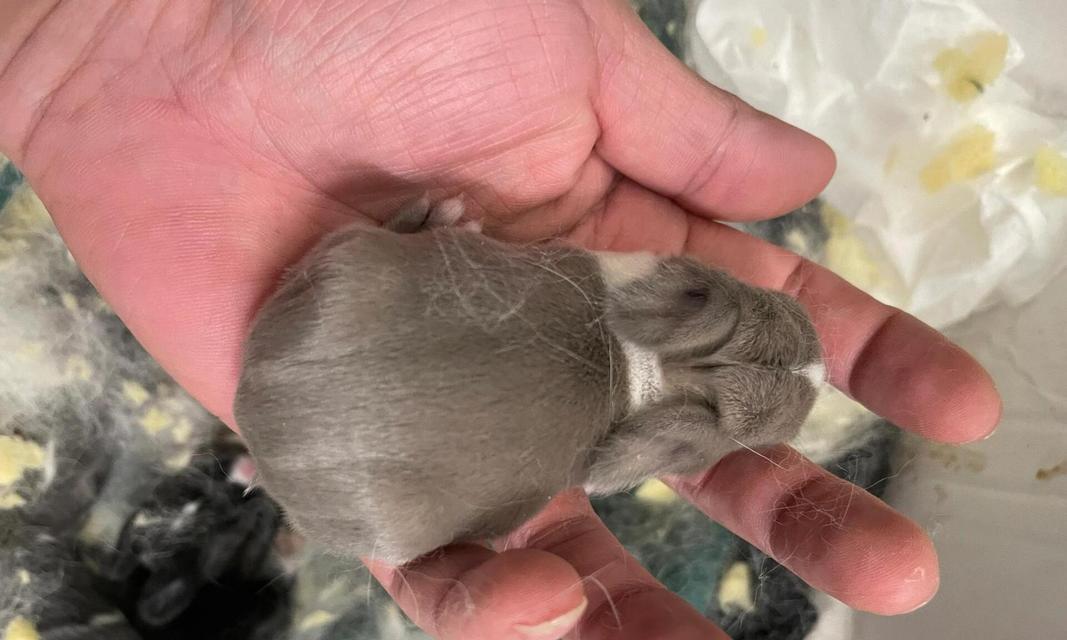 兔子怀孕饮食要点｜科学安排营养助力健康分娩