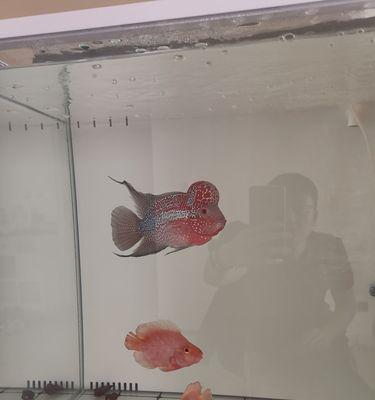 罗汉鱼不可开灯的情况全攻略|养殖技巧实用指南(图1) 罗汉鱼不可开灯的情况全攻略|养殖技巧实用指南(图1)