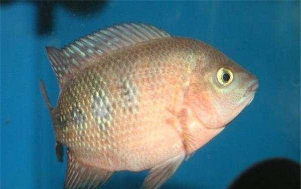 罗汉鱼不可开灯的情况全攻略|养殖技巧实用指南(图2) 罗汉鱼不可开灯的情况全攻略|养殖技巧实用指南(图2)