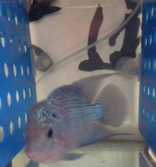 罗汉鱼不可开灯的情况全攻略|养殖技巧实用指南(图3) 罗汉鱼不可开灯的情况全攻略|养殖技巧实用指南(图3)