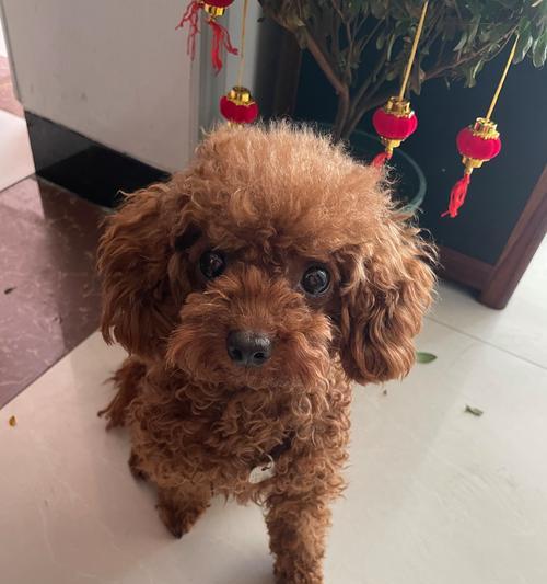 泰迪犬毛色全攻略｜揭秘不同颜色特征与魅力(图2)