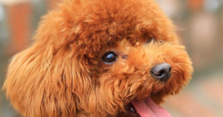 泰迪犬毛色全攻略｜揭秘不同颜色特征与魅力(图1)