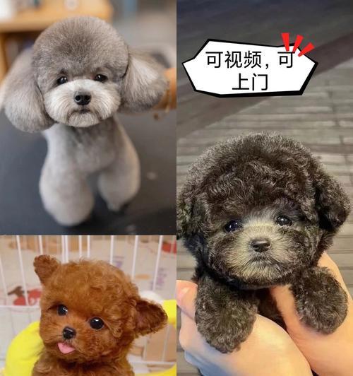 泰迪犬毛色全攻略｜揭秘不同颜色特征与魅力(图3)