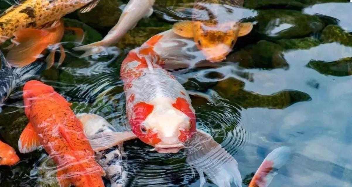 锦鲤鱼裸缸养之谜｜实用指南助你轻松养出美丽造型