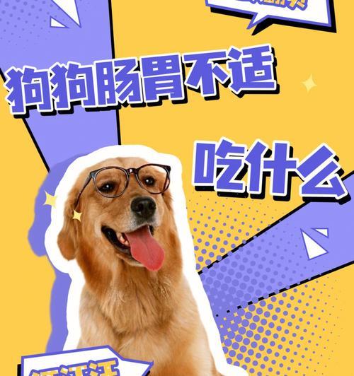 小狗消化吸收的关键饮食|实用指南(图2) 小狗消化吸收的关键饮食|实用指南(图2)