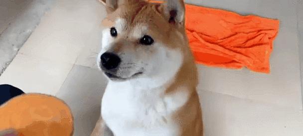 柴犬饮食指南｜生食适宜食物与注意事项全攻略