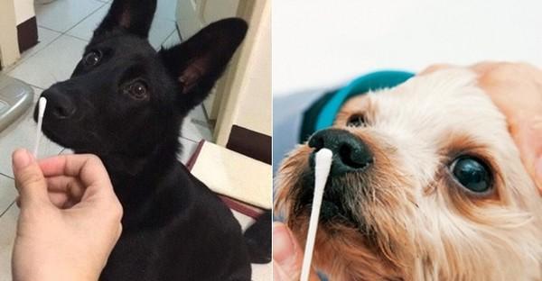 狗狗中暑发烧急救指南｜打针前后的关键处理方法