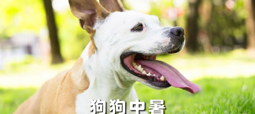 狗狗中暑发烧急救指南|打针前后的关键处理方法(图3) 狗狗中暑发烧急救指南|打针前后的关键处理方法(图3)