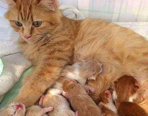 怀孕猫征兆与家居迎接全攻略｜科学照料新手必备(图2)