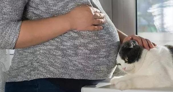 怀孕猫征兆与家居迎接全攻略｜科学照料新手必备