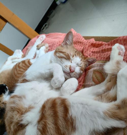 怀孕猫征兆与家居迎接全攻略｜科学照料新手必备(图3)