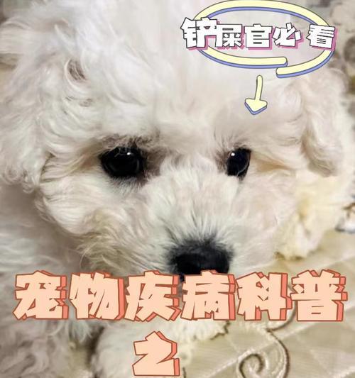 脓皮症成因与治疗全攻略｜预防方法及用药指导