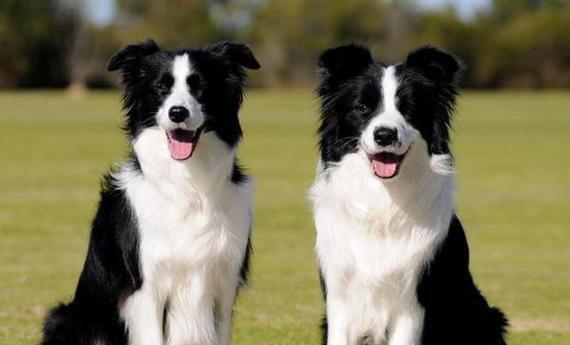 边境犬饮食需求与狗粮选择指南｜健康营养全攻略(图1)