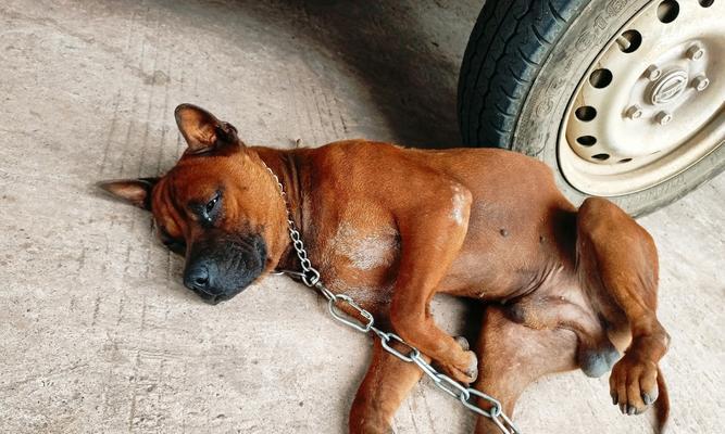 狗狗无精原因及应对方法｜实用指南(图2)