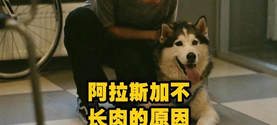 狗狗无精原因及应对方法｜实用指南(图3)