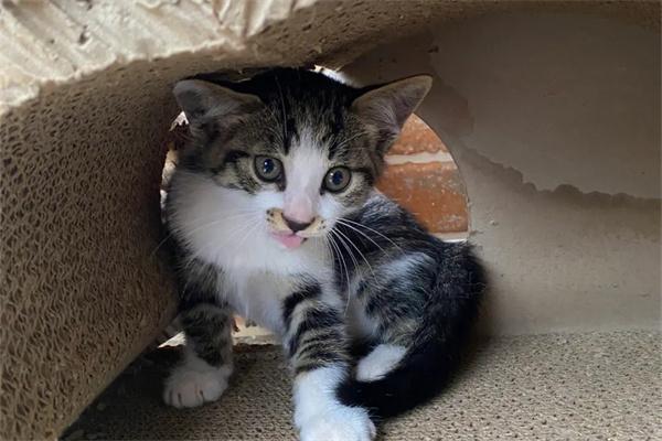 怎么知道猫咪熟悉新环境了没有? 猫咪适应新环境的表现与认主迹象|养猫实用指南(图2)