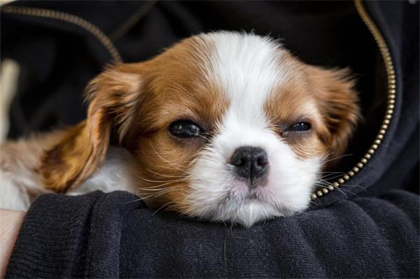 狗狗长期吃湿粮的影响｜实用指南(图2)