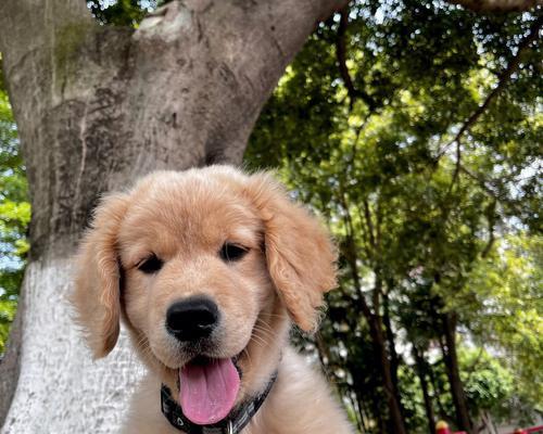 狗伸舌头的原因与功能全攻略|读懂狗狗行为信号(图2) 狗伸舌头的原因与功能全攻略|读懂狗狗行为信号(图2)