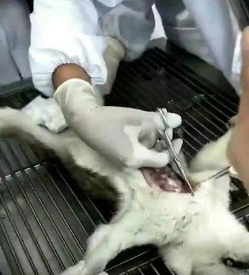 狗声带割除手术关键要点|实用指南(图1) 狗声带割除手术关键要点|实用指南(图1)