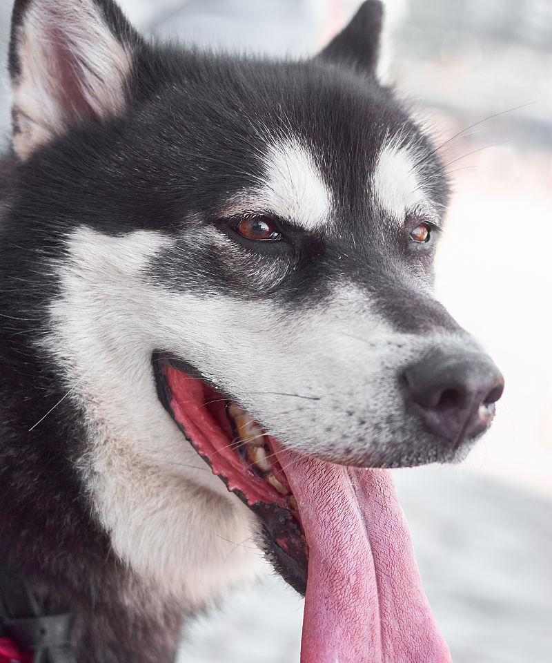 狗伸舌头的原因与功能全攻略｜读懂狗狗行为信号