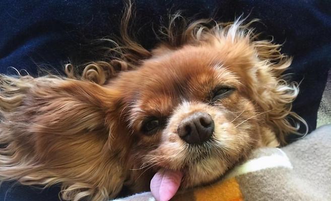 狗伸舌头的原因与功能全攻略|读懂狗狗行为信号(图3) 狗伸舌头的原因与功能全攻略|读懂狗狗行为信号(图3)