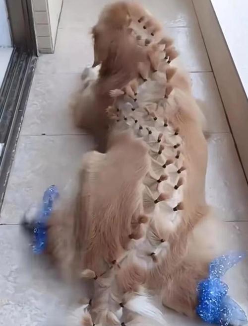 狗狗爬着走｜生命奇迹与坚持的力量(图2)