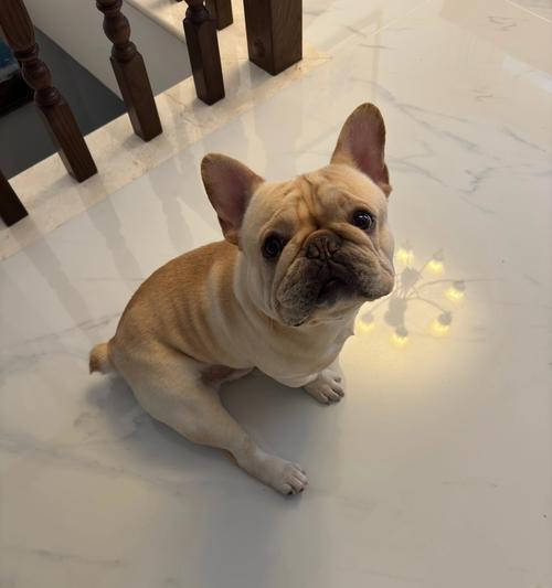 狗狗爬着走｜生命奇迹与坚持的力量(图3)