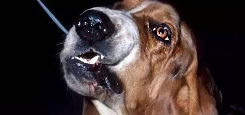 狗声带割除手术关键要点|实用指南(图3) 狗声带割除手术关键要点|实用指南(图3)