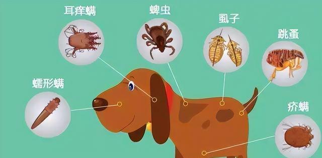 小狗驱虫最佳时间选择|宠物健康养护实用指南(图3) 小狗驱虫最佳时间选择|宠物健康养护实用指南(图3)