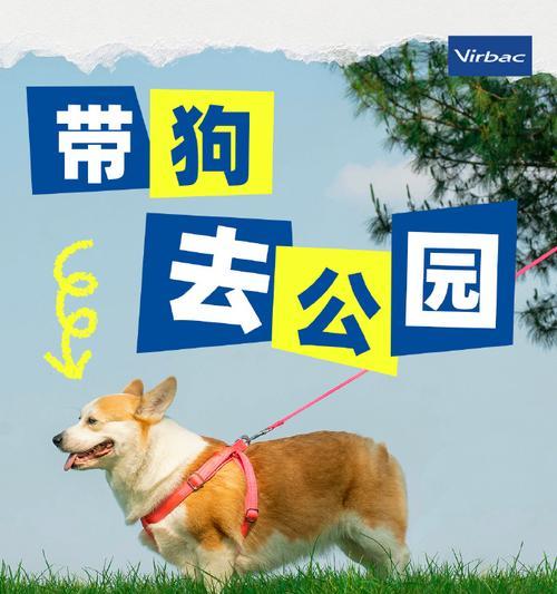 小狗驱虫最佳时间选择｜宠物健康养护实用指南