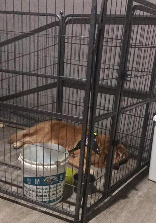 狗声带割除手术关键要点|实用指南(图2) 狗声带割除手术关键要点|实用指南(图2)