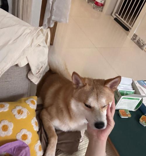 狗狗爬着走｜生命奇迹与坚持的力量