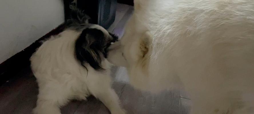 狗爱坐门口的原因全攻略|揭秘狗狗心理需求(图2) 狗爱坐门口的原因全攻略|揭秘狗狗心理需求(图2)