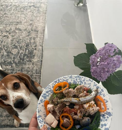 比格犬饮食指南｜科学喂养关键要点全攻略(图3)