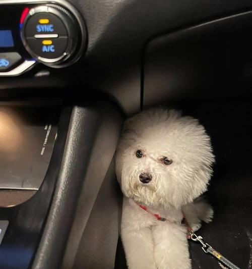 狗爱坐门口的原因全攻略|揭秘狗狗心理需求(图1) 狗爱坐门口的原因全攻略|揭秘狗狗心理需求(图1)