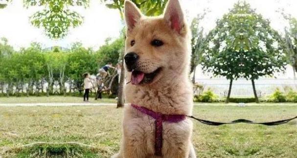 狗爱坐门口的原因全攻略|揭秘狗狗心理需求(图3) 狗爱坐门口的原因全攻略|揭秘狗狗心理需求(图3)