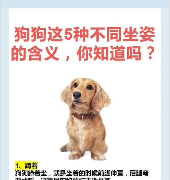 小狗六个脚趾的奥秘｜遗传与生理现象全攻略(图2)