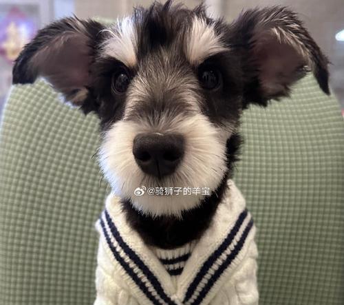 小狗六个脚趾的奥秘｜遗传与生理现象全攻略