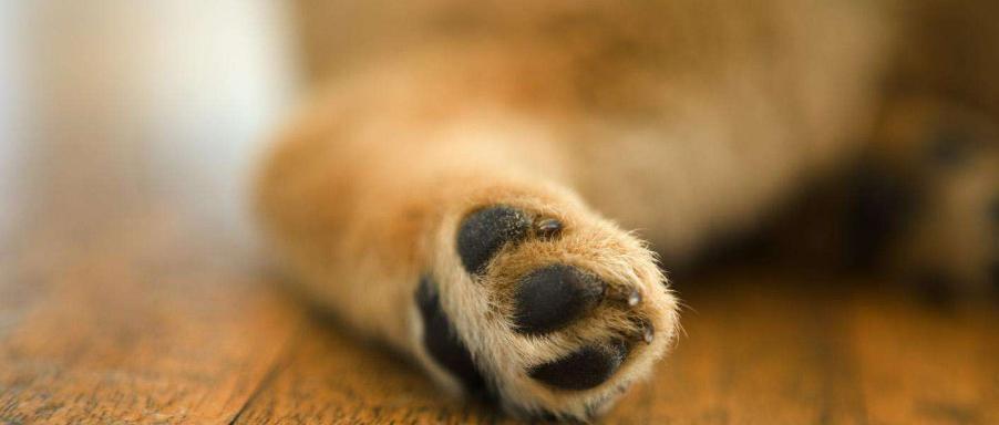 小狗六个脚趾的奥秘｜遗传与生理现象全攻略(图3)