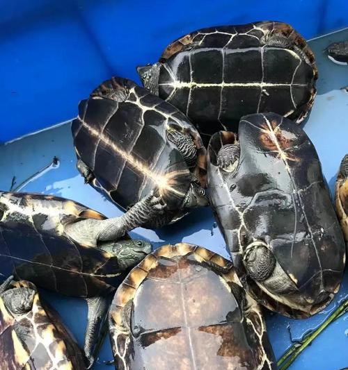 中华草龟养殖全攻略｜伴侣选择与环境管理技巧(图3)