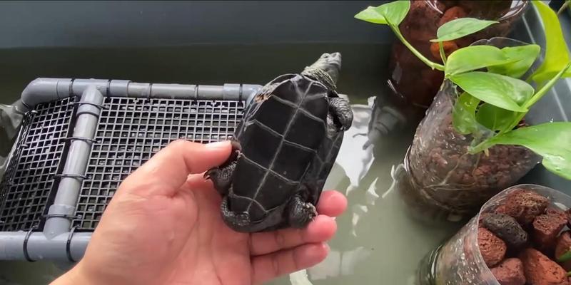 中华草龟养殖全攻略｜伴侣选择与环境管理技巧(图2)