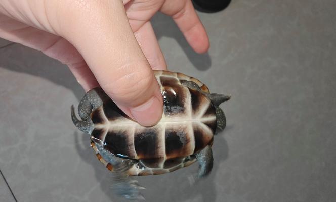 中华草龟养殖全攻略｜伴侣选择与环境管理技巧(图1)