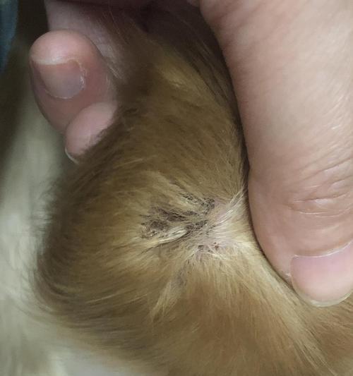 狗狗窝血症状与急救处理全攻略｜宠物健康必备知识