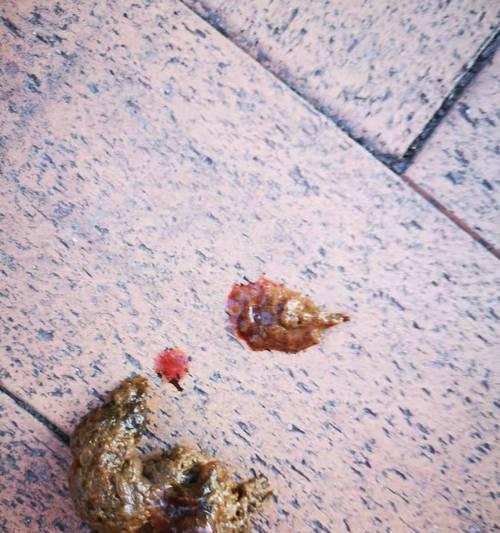 狗狗窝血症状与急救处理全攻略|宠物健康必备知识(图3) 狗狗窝血症状与急救处理全攻略|宠物健康必备知识(图3)